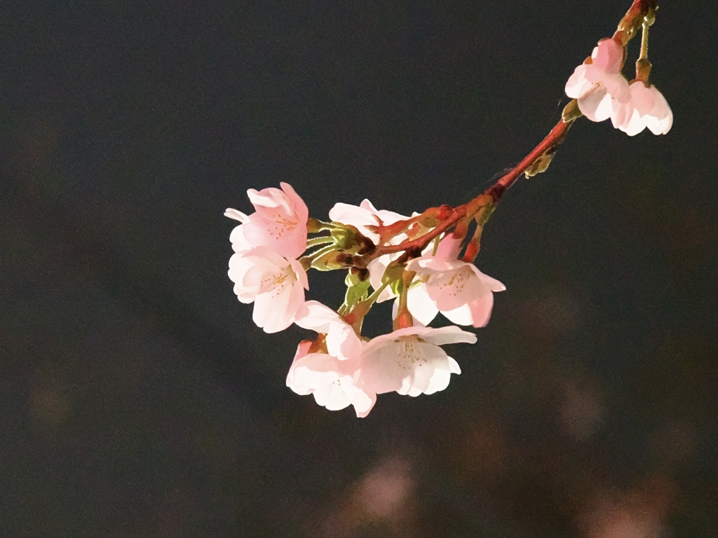 桜