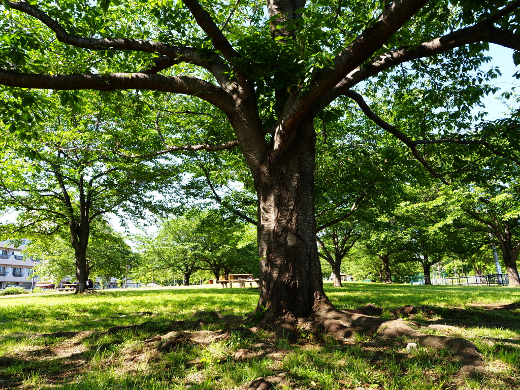 城北中央公園