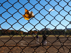 落ち葉と野球