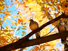 光が丘公園のハト