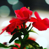 花壇の花