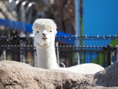 あらかわ遊園のアルパカ