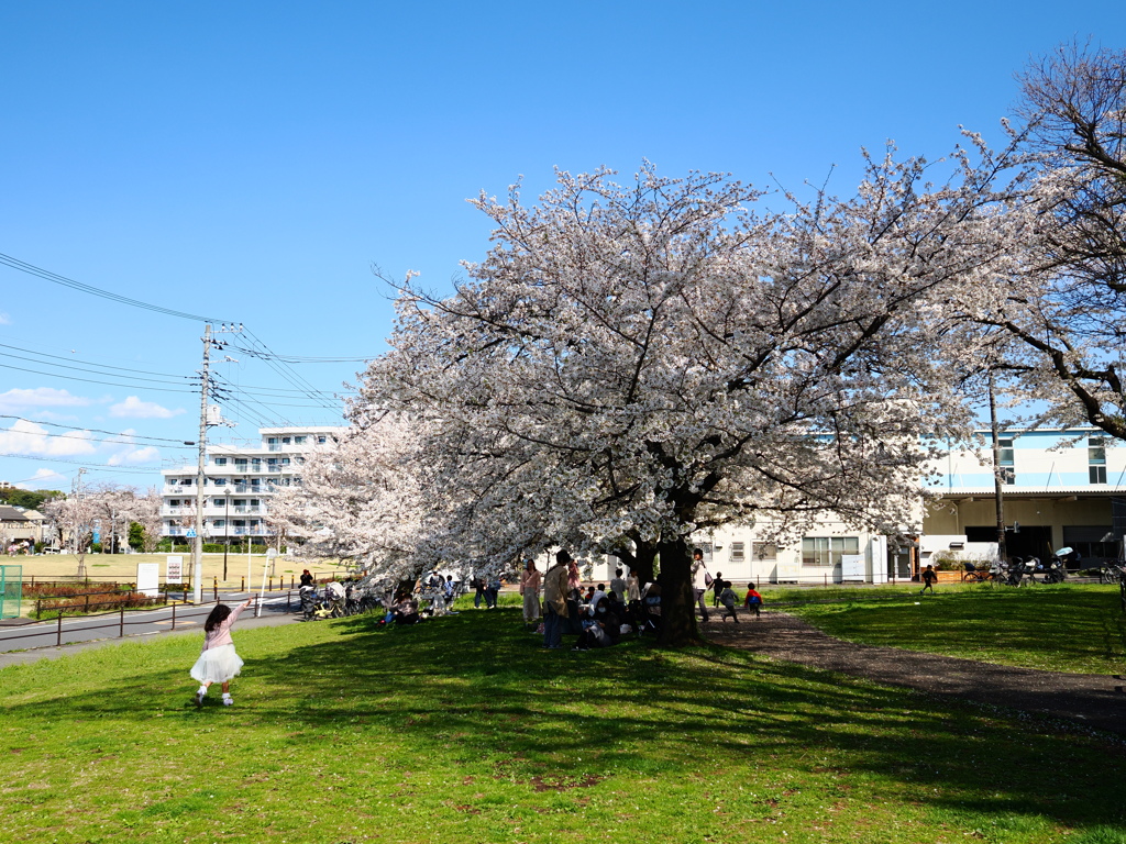 桜