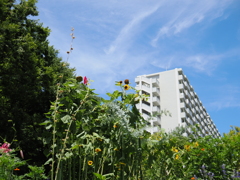 団地と夏空