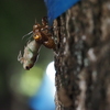 今夜、変身するセミ