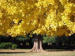 光が丘公園