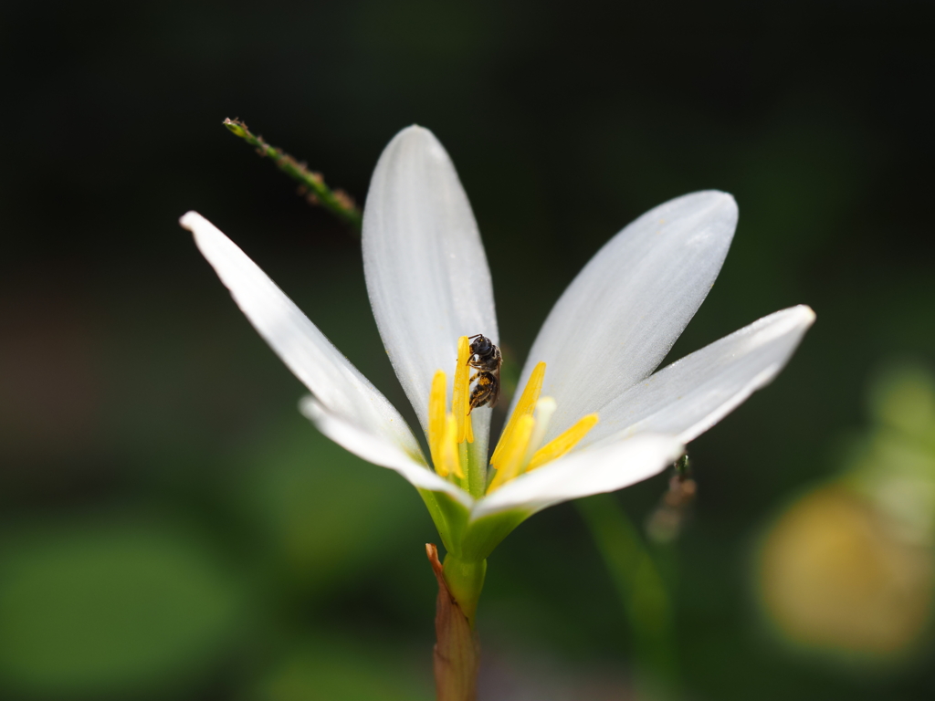 蜜を集めて