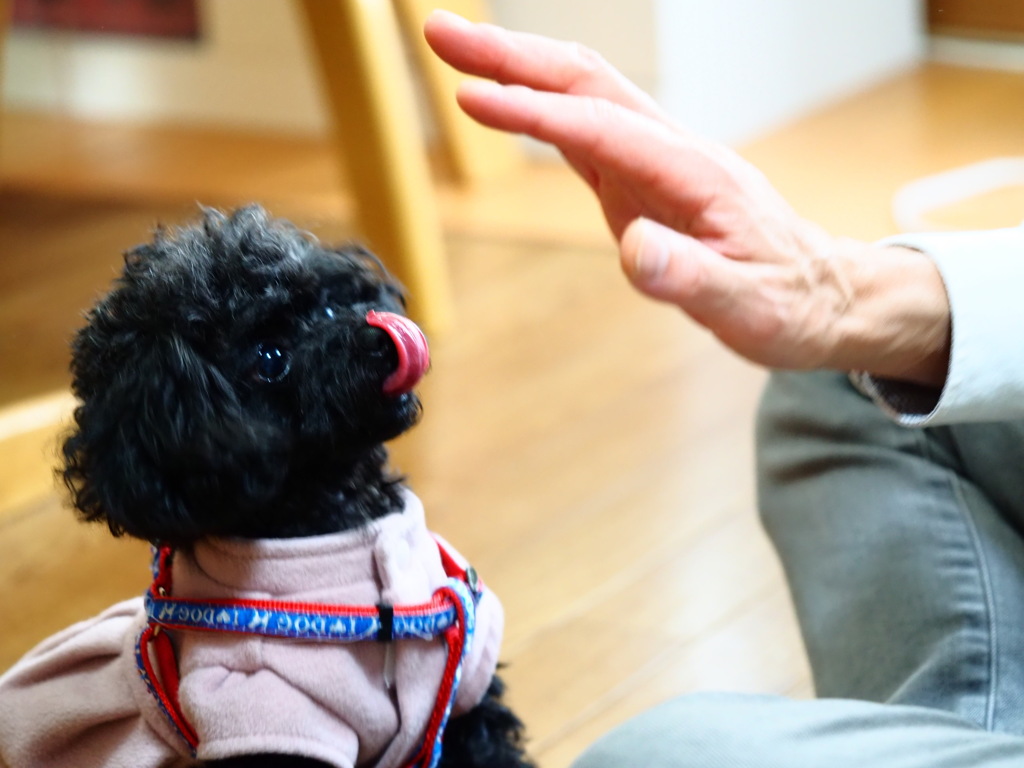 犬を撮ってみた