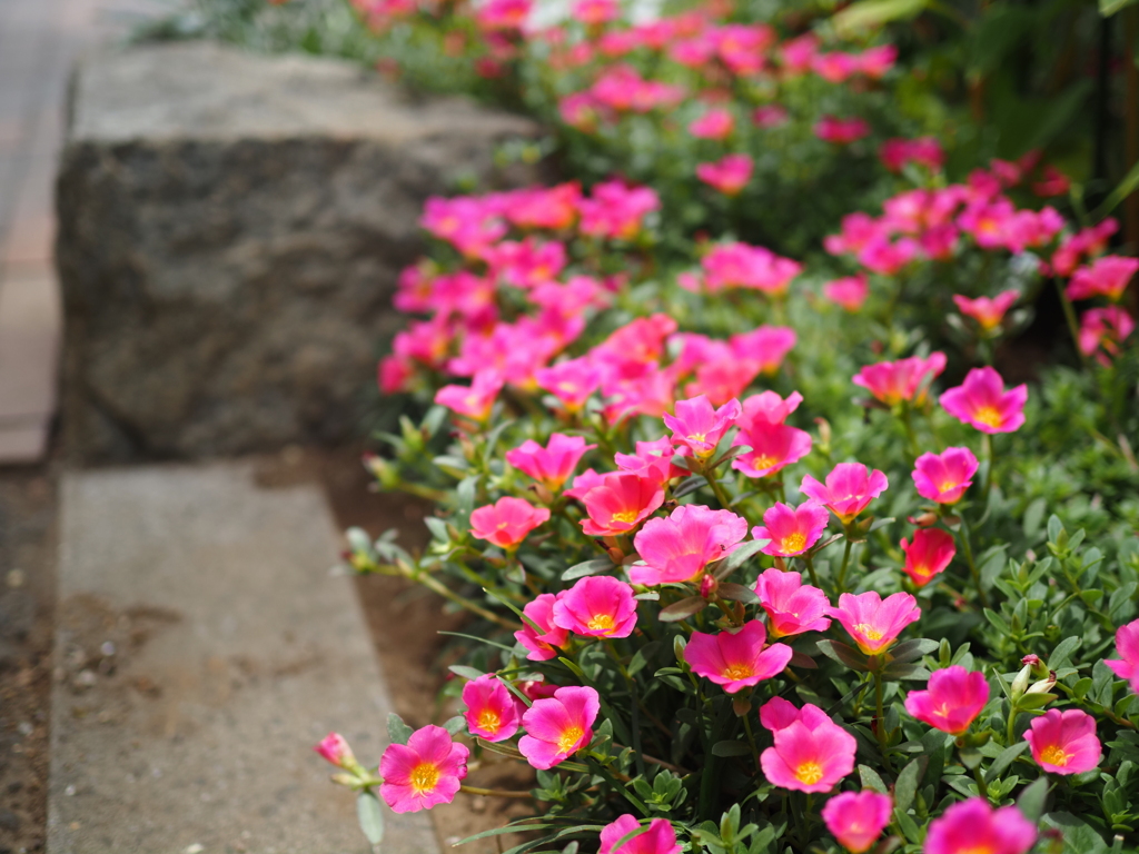 公園の花壇