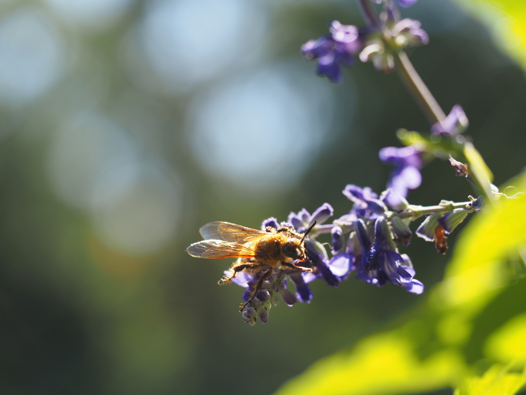 Bee