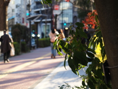冬の街