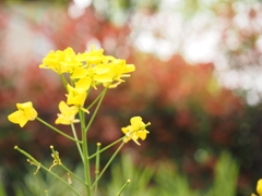 4月の花