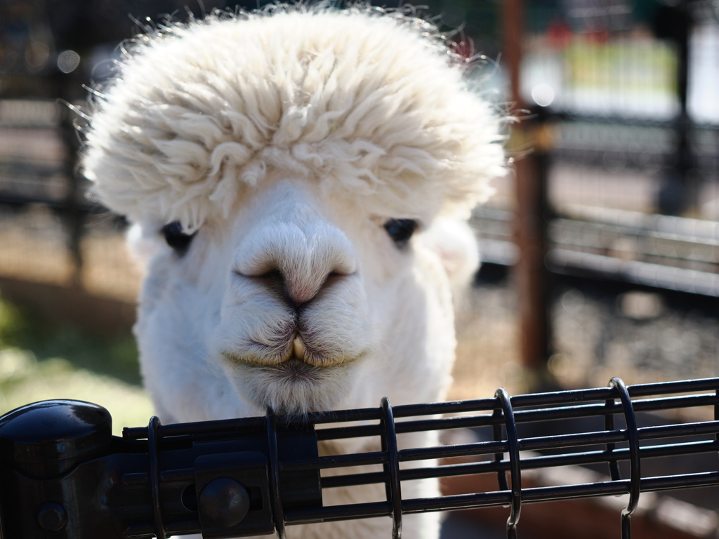 あらかわ遊園のアルパカ