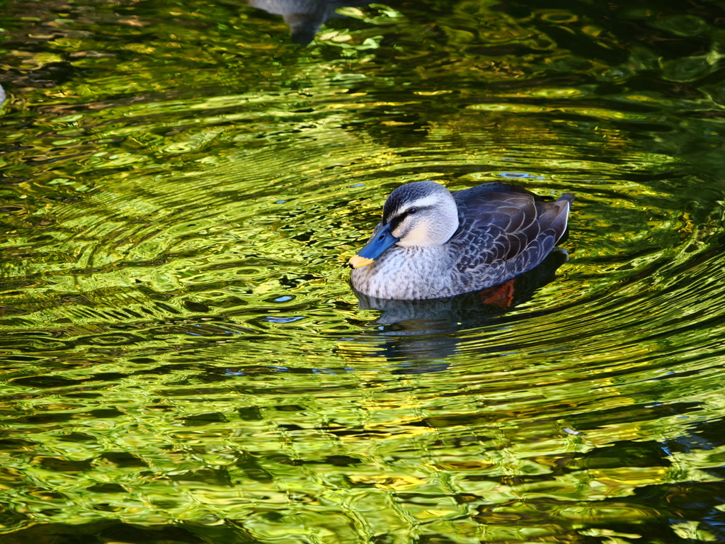 光が丘公園のカモ
