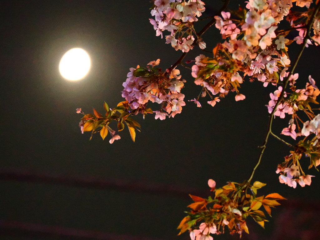 夜桜