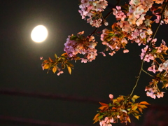 夜桜