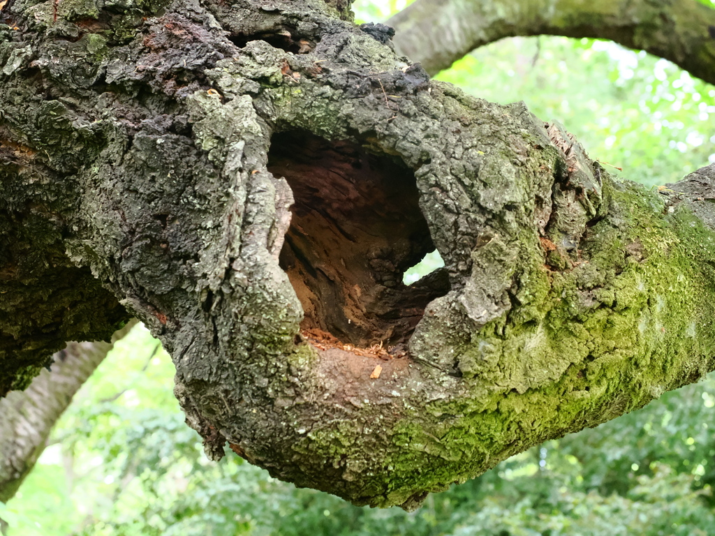 木のウロ