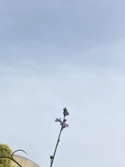 空に手を伸ばす