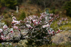 梅花(中山寺)