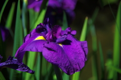 花菖蒲