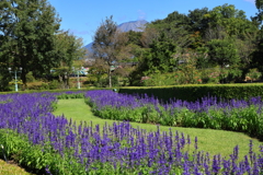 ブルーサルビア(花回廊)