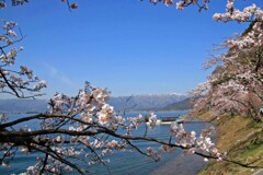 海津大崎2011