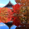 紅葉散歩(妙覚寺24-2)