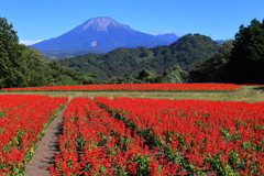 大山(花回廊)-2