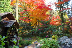 紅葉散歩(植物園-5)