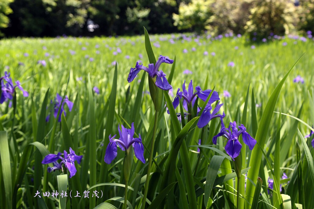 大田の沢