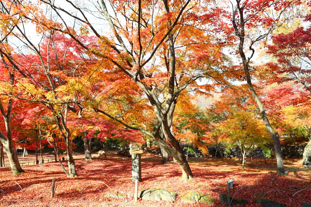 懐古園の紅葉-6