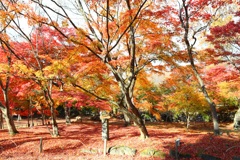 懐古園の紅葉-6