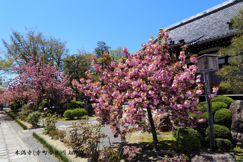春がいっぱい(本満寺)