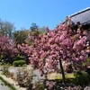春がいっぱい(本満寺)