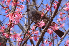 さくらだより(京都府立植物園)