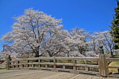 五稜郭公園(龍岡城跡2014)