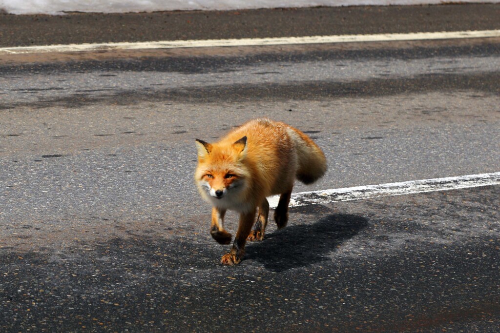 キタキツネさん