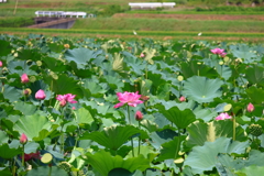 平の沢池2