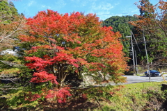 紅葉の頃(京都市左京区花脊地区)