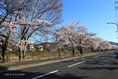 春がいっぱい(高野川)