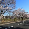 春がいっぱい(高野川)