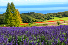 淡路花さじき