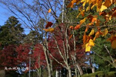 高山城址(2019-2)