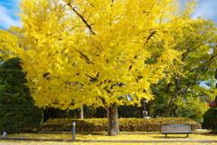 紅葉散歩-イチョウ