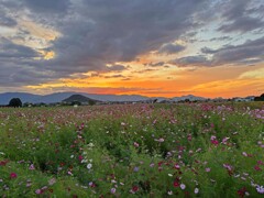 夕暮れ時(藤原京跡)