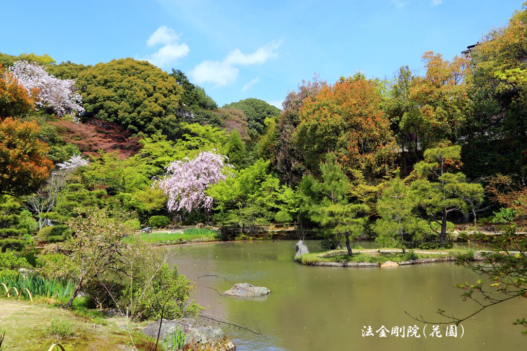春がいっぱい(法金剛院)