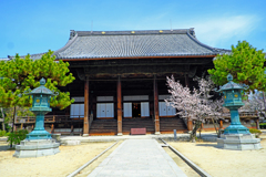 春がいっぱい(百万遍知恩寺2022-2)