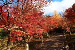 秋の散歩道(智積院)