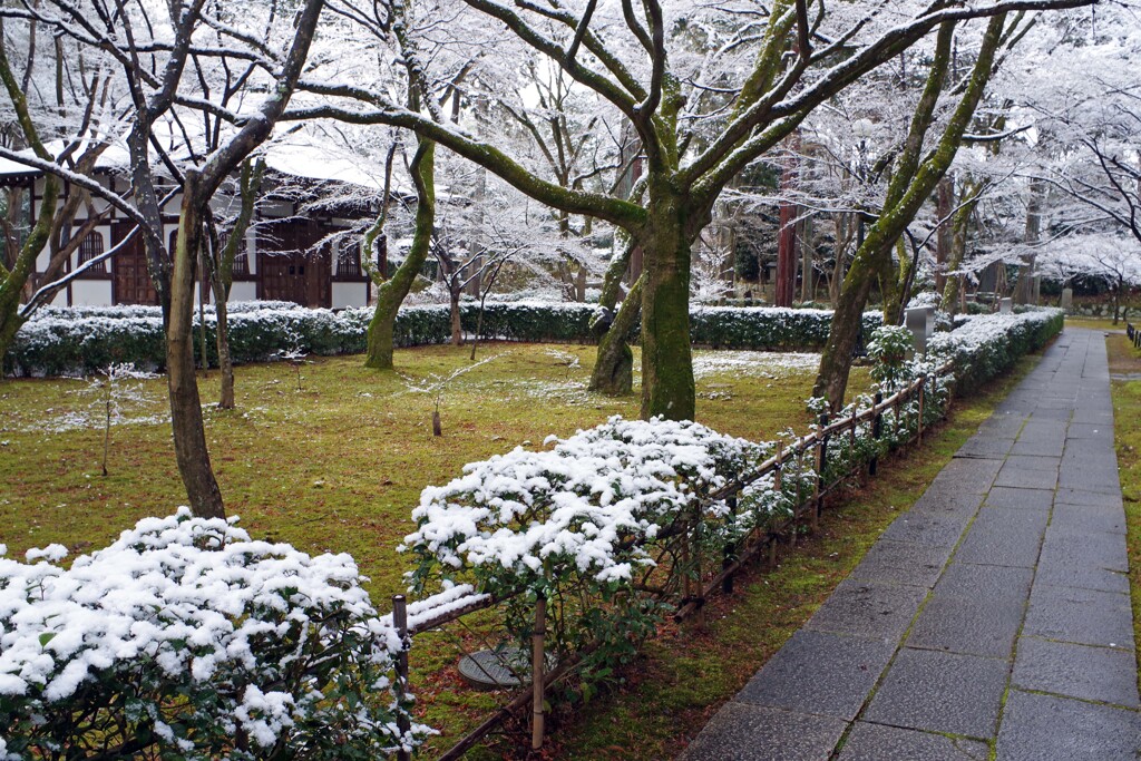 雪の日(真如堂2020-2)