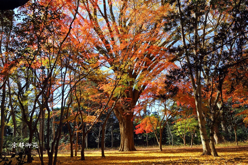 秋の散歩道(京都御苑)